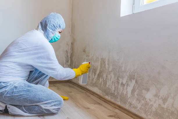 Licensed Black Mold Remediation service in Mantua, VA - Car Mold Remediation